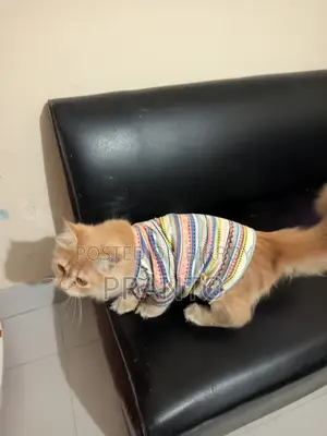 Persian Cat (male)
