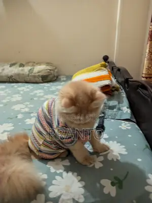 Persian Cat(male)