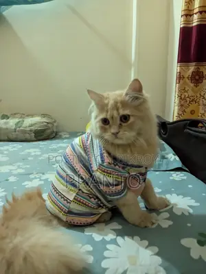 Persian Cat(male)