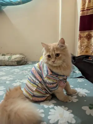 Persian Cat(male)