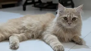 Persian Cat(male)
