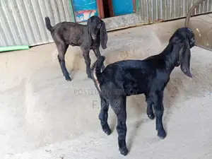 Ram goat with kids