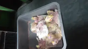ককাটেল পাখি