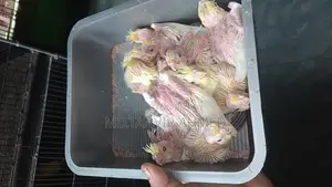 ককাটেল পাখি