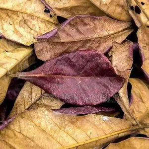 Indian Almond Leaf কাঠবাদাম পাতা for Betta fish