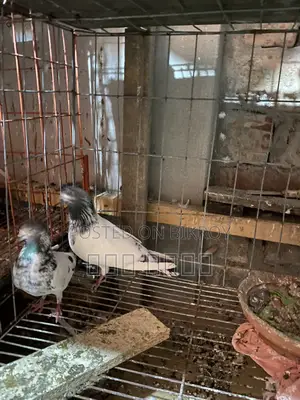 Kobutor bikri