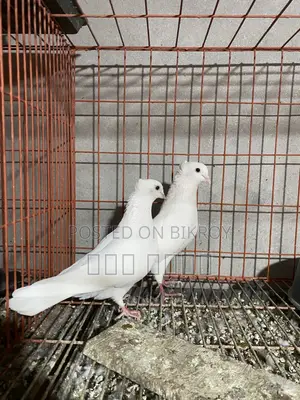 Kobutor bikri