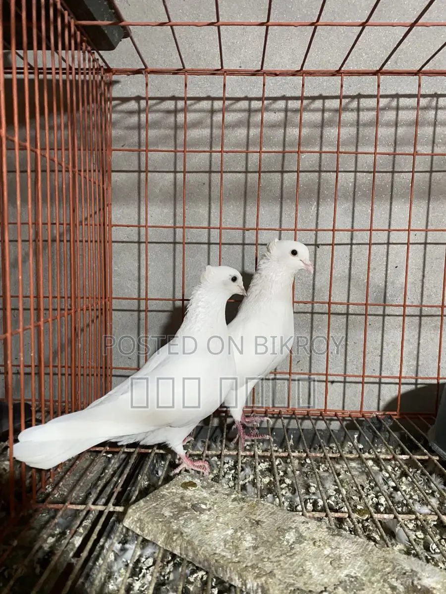 Kobutor bikri