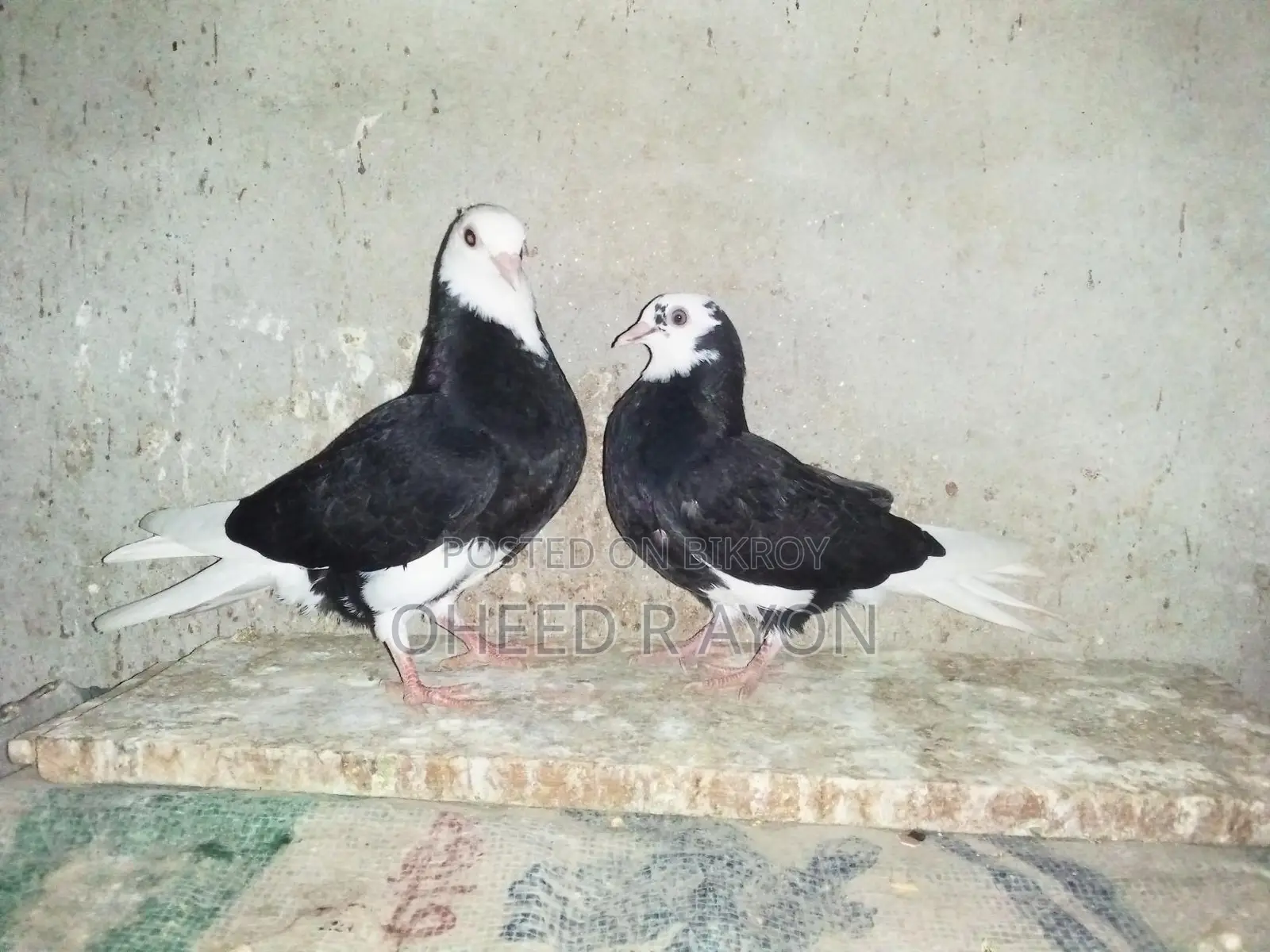 কালো গররা বাচ্চা