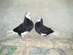 কালো গররা বাচ্চা