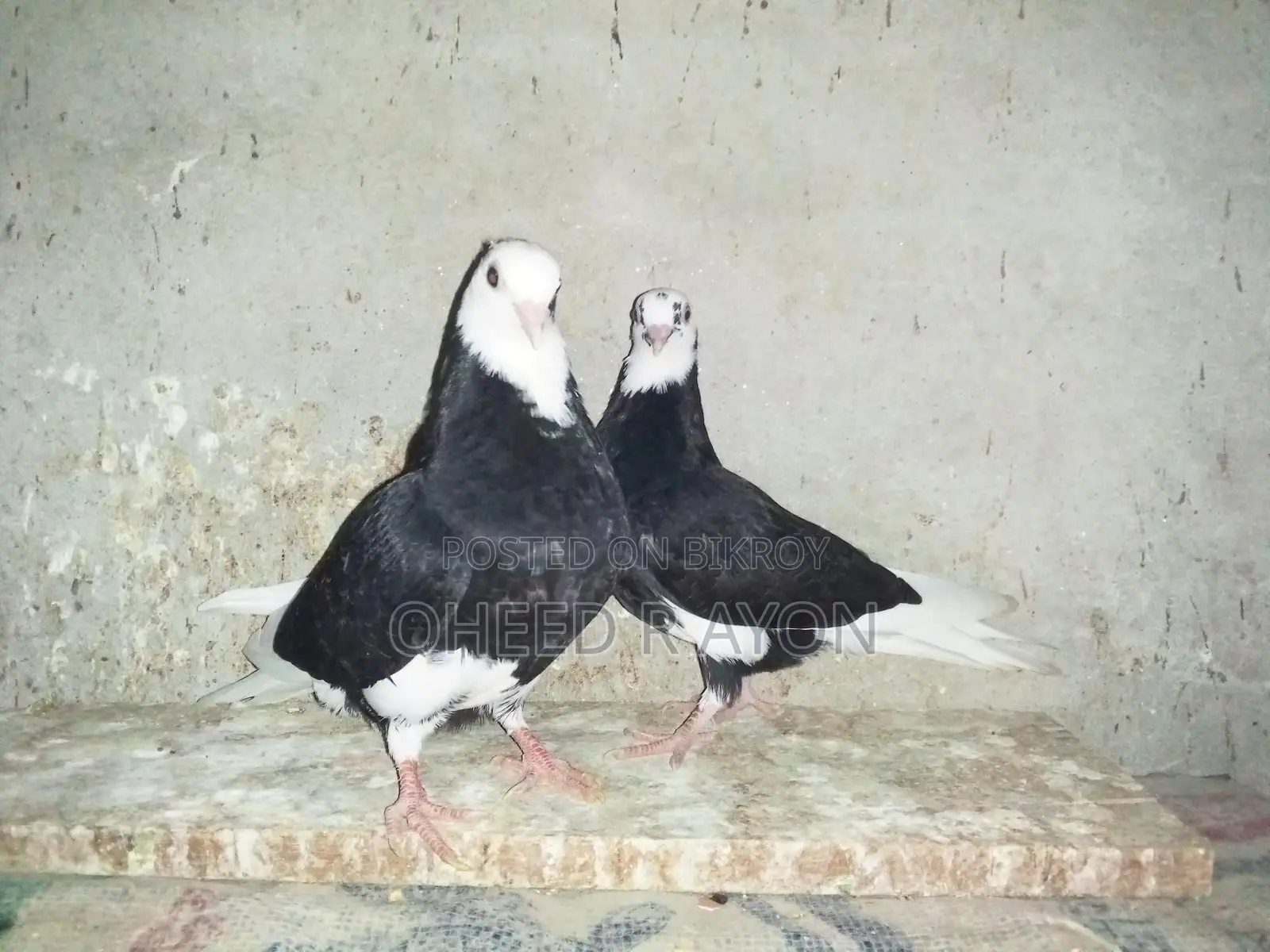 কালো গররা বাচ্চা