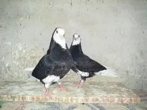 কালো গররা বাচ্চা