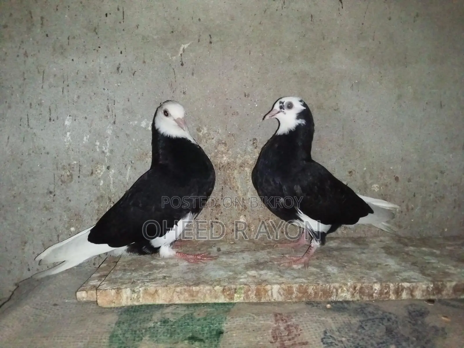 কালো গররা বাচ্চা