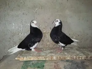 কালো গররা বাচ্চা