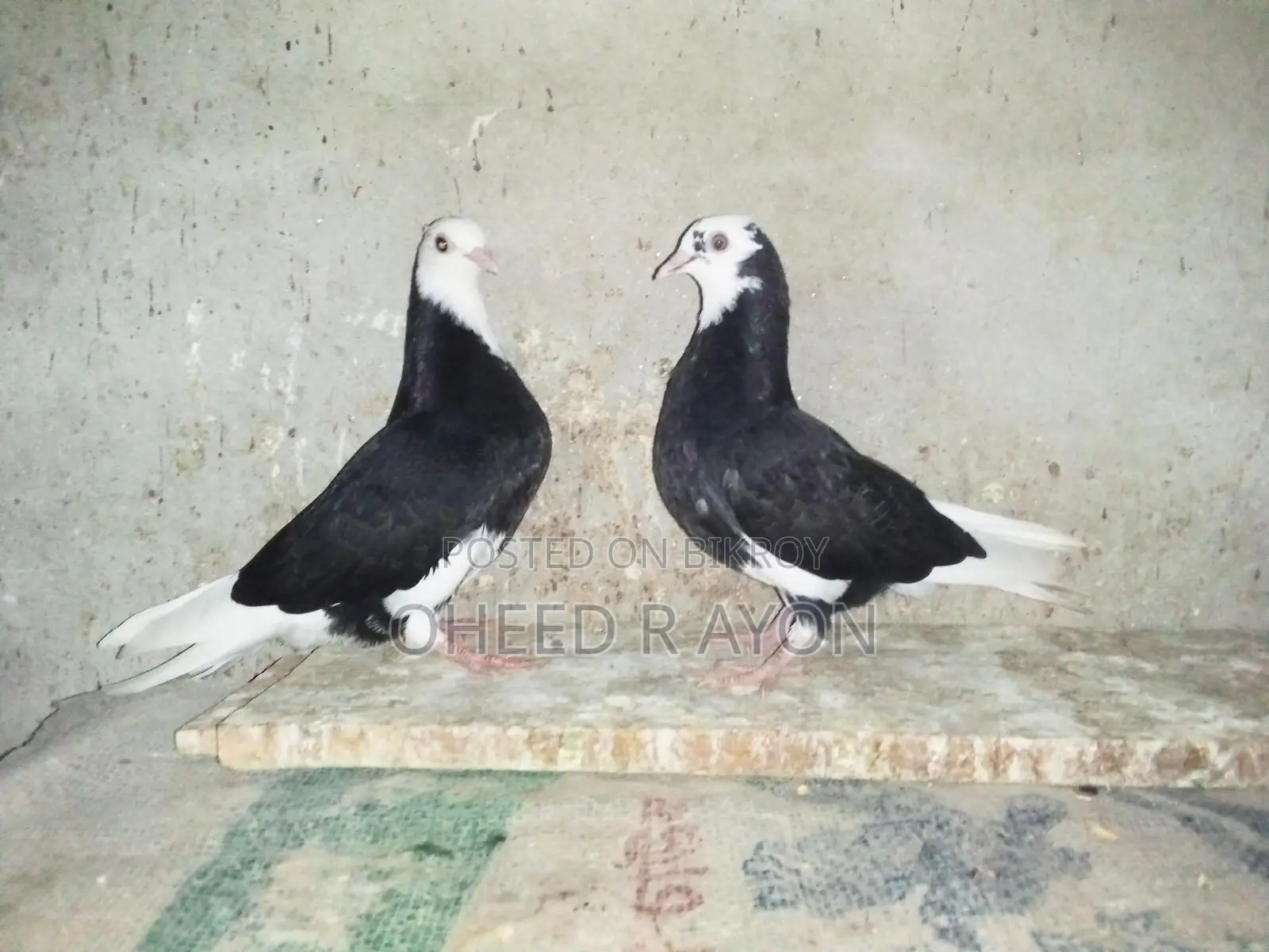 কালো গররা বাচ্চা