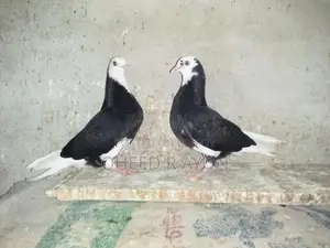 কালো গররা বাচ্চা