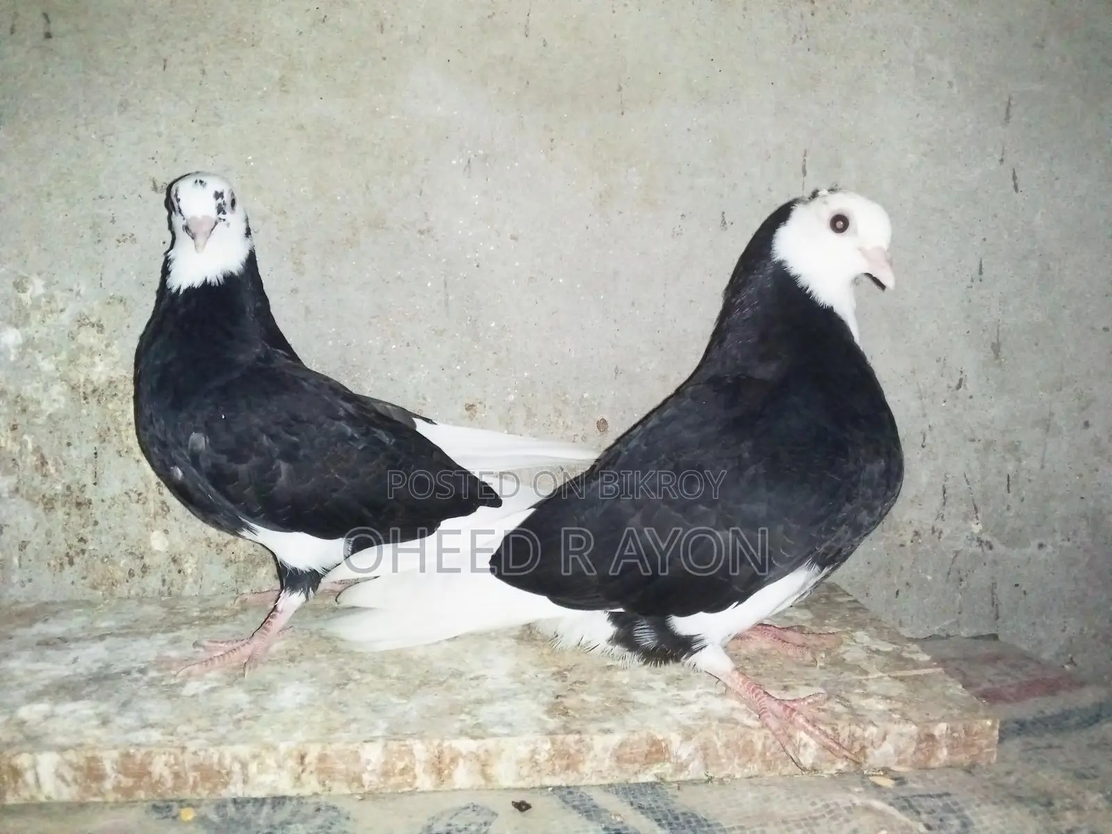 কালো গররা বাচ্চা