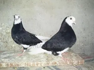 কালো গররা বাচ্চা
