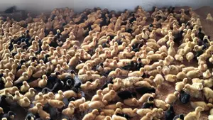 🦆 10-Day-Old Indian Runner and Black Hall Ducklings for Sale! 🦆
