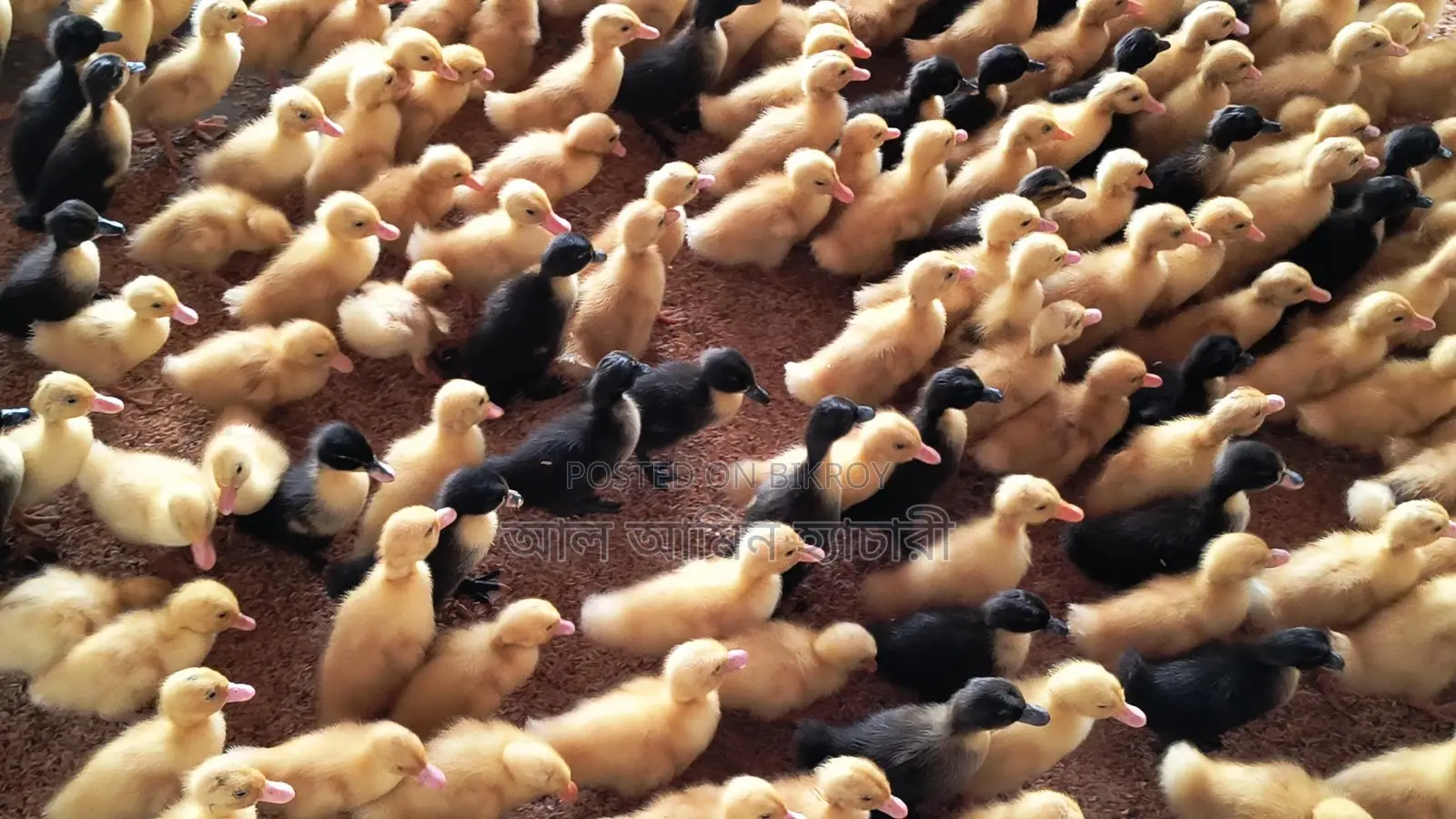 🦆 ১০ দিন বয়সের ইন্ডিয়ান রানার ও ব্ল্যাক হল হাঁসের বাচ্চা বিক্রি!🦆