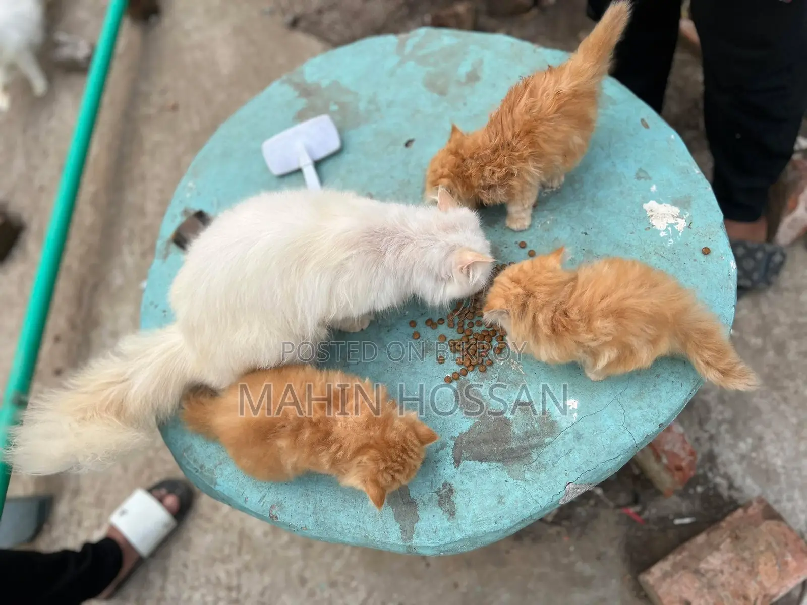 Persian Kitten Ginger Color