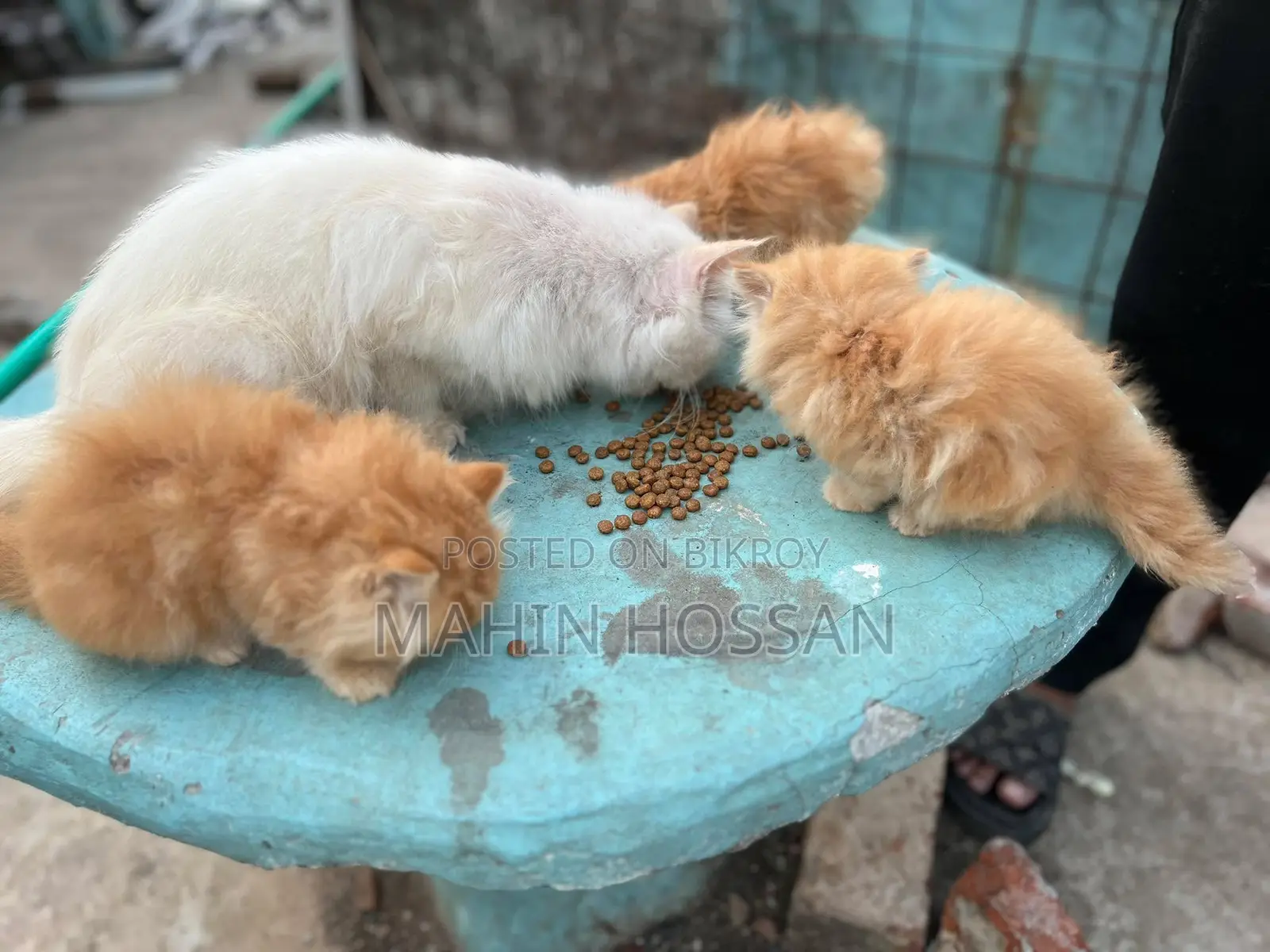 Persian Kitten Ginger Color