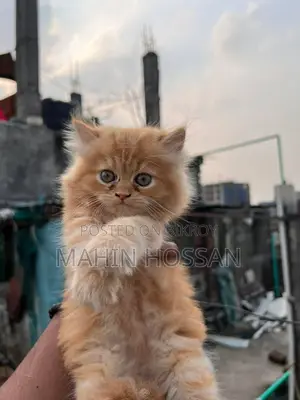 Persian Kitten Ginger Color