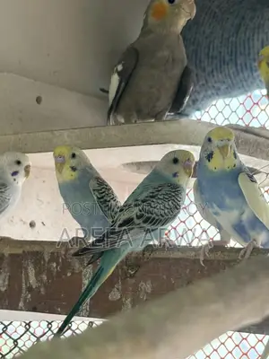 Budgerigars For Sale