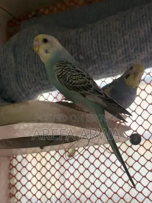Budgerigars For Sale