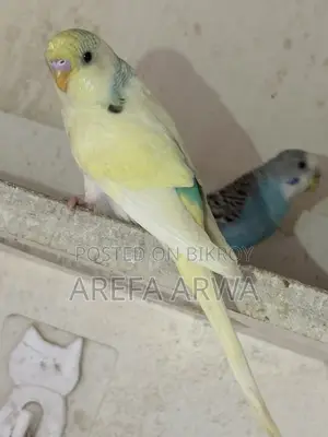 Budgerigars For Sale
