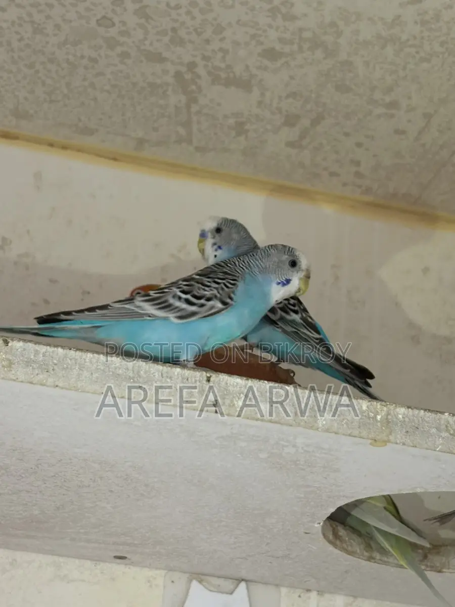 Budgerigars For Sale