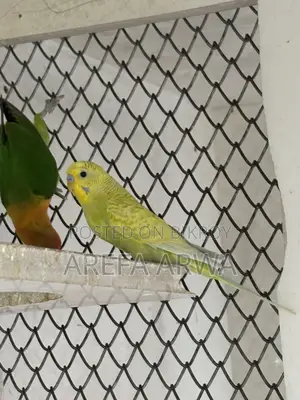 Budgerigars For Sale