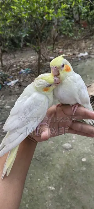 Lutino Cockatiel Bird, 2-month-old chick bought a week ago
