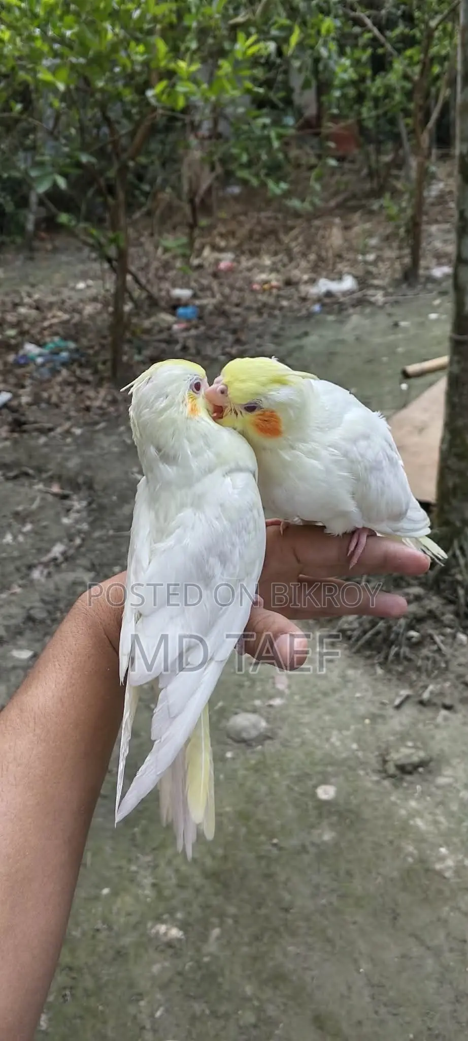 Lutino Cockatiel Bird, 2-month-old chick bought a week ago