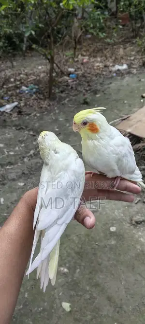 Lutino Cockatiel Bird, 2-month-old chick bought a week ago