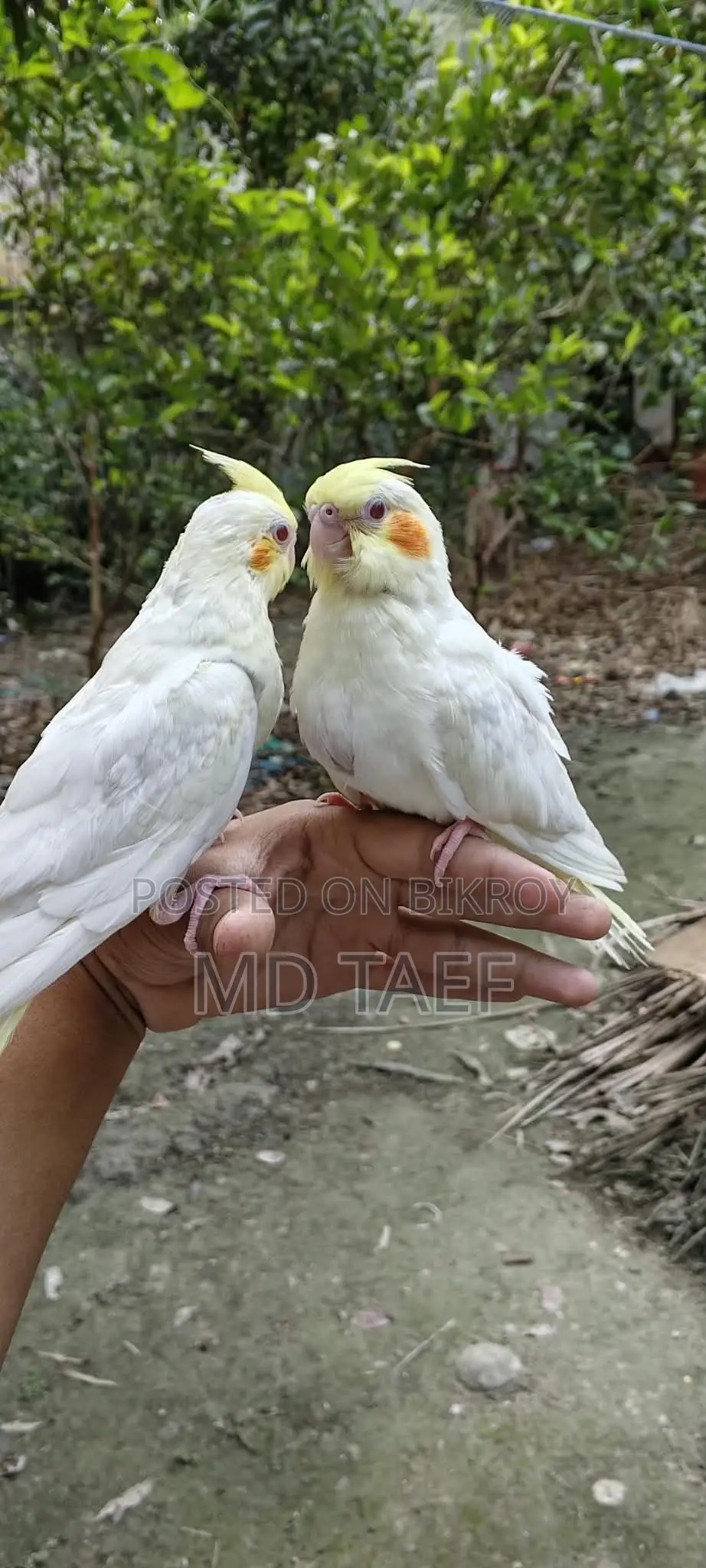 Lutino Cockatiel Bird, 2-month-old chick bought a week ago