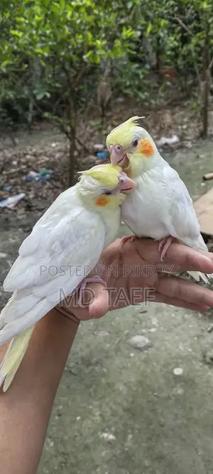 Lutino Cockatiel Bird, 2-month-old chick bought a week ago