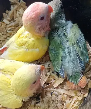 লাভবার্ডস পাখির বাচ্চা। Lovebirds Baby