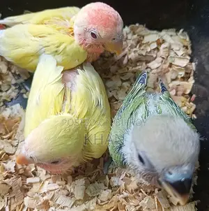 Lovebirds Baby Birds