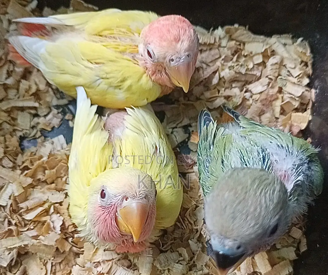 Lovebirds Baby Birds