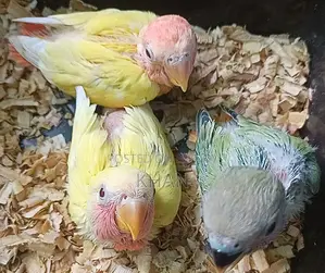 Lovebirds Baby Birds