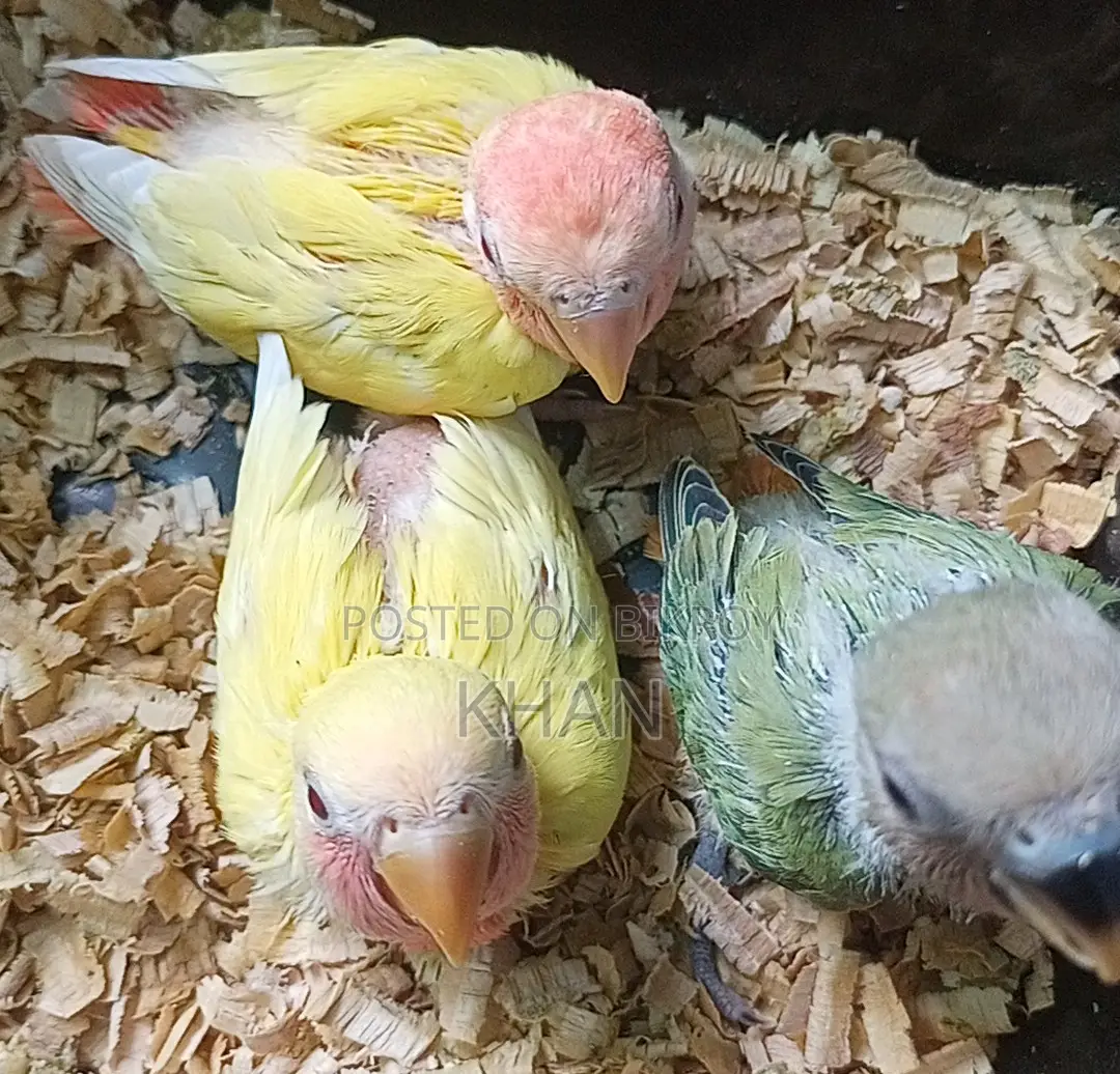 Lovebirds Baby Birds