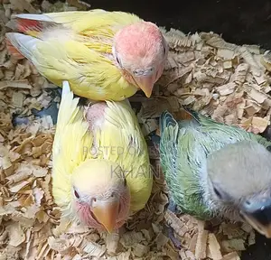 Lovebirds Baby Birds
