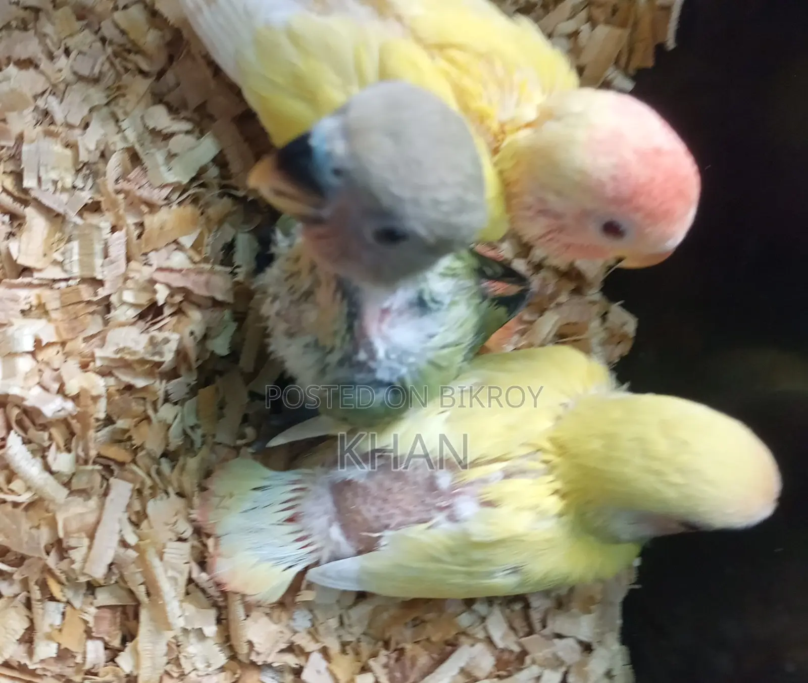 Lovebirds Baby Birds