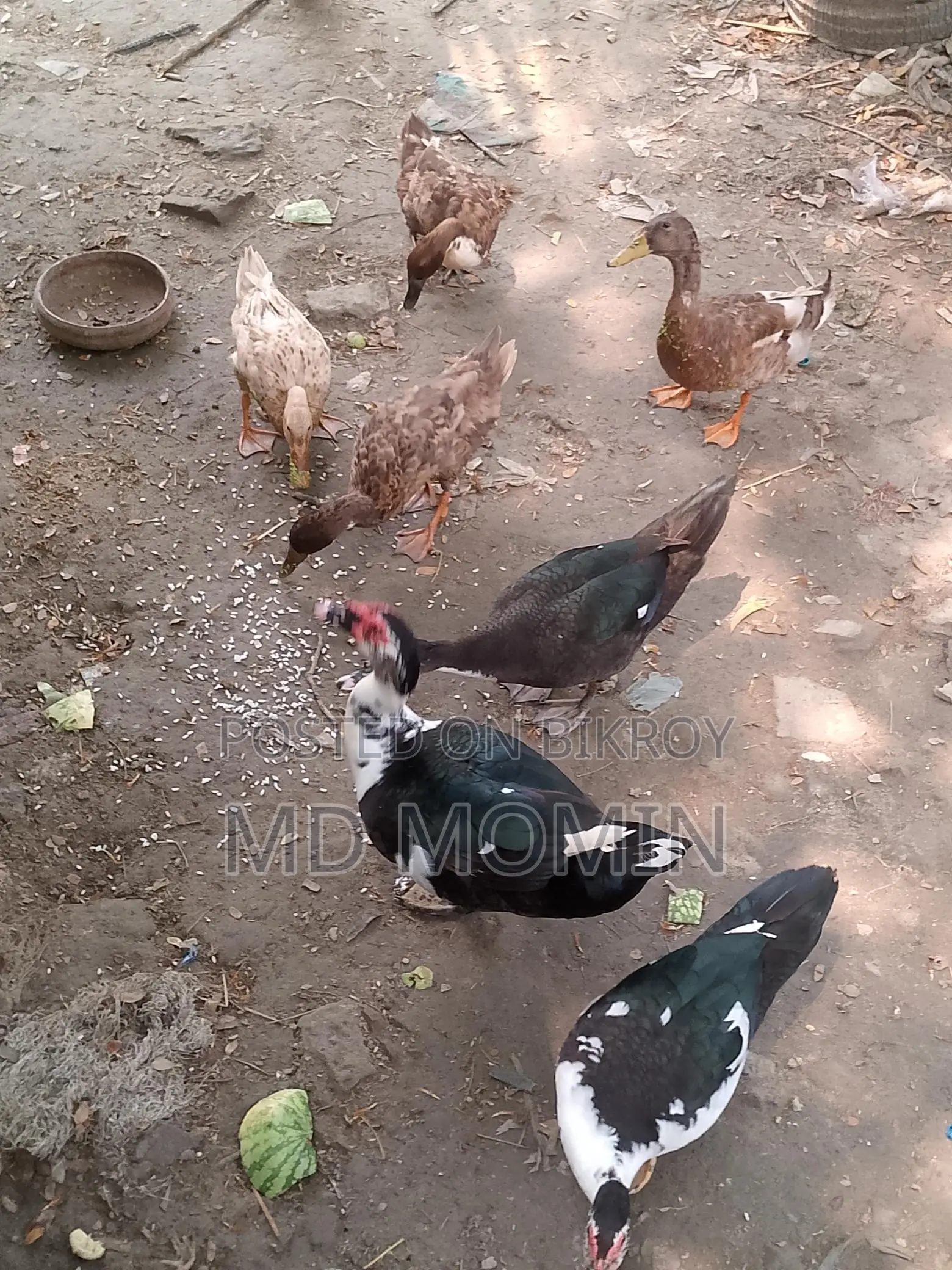 Chinese Duck for Sale