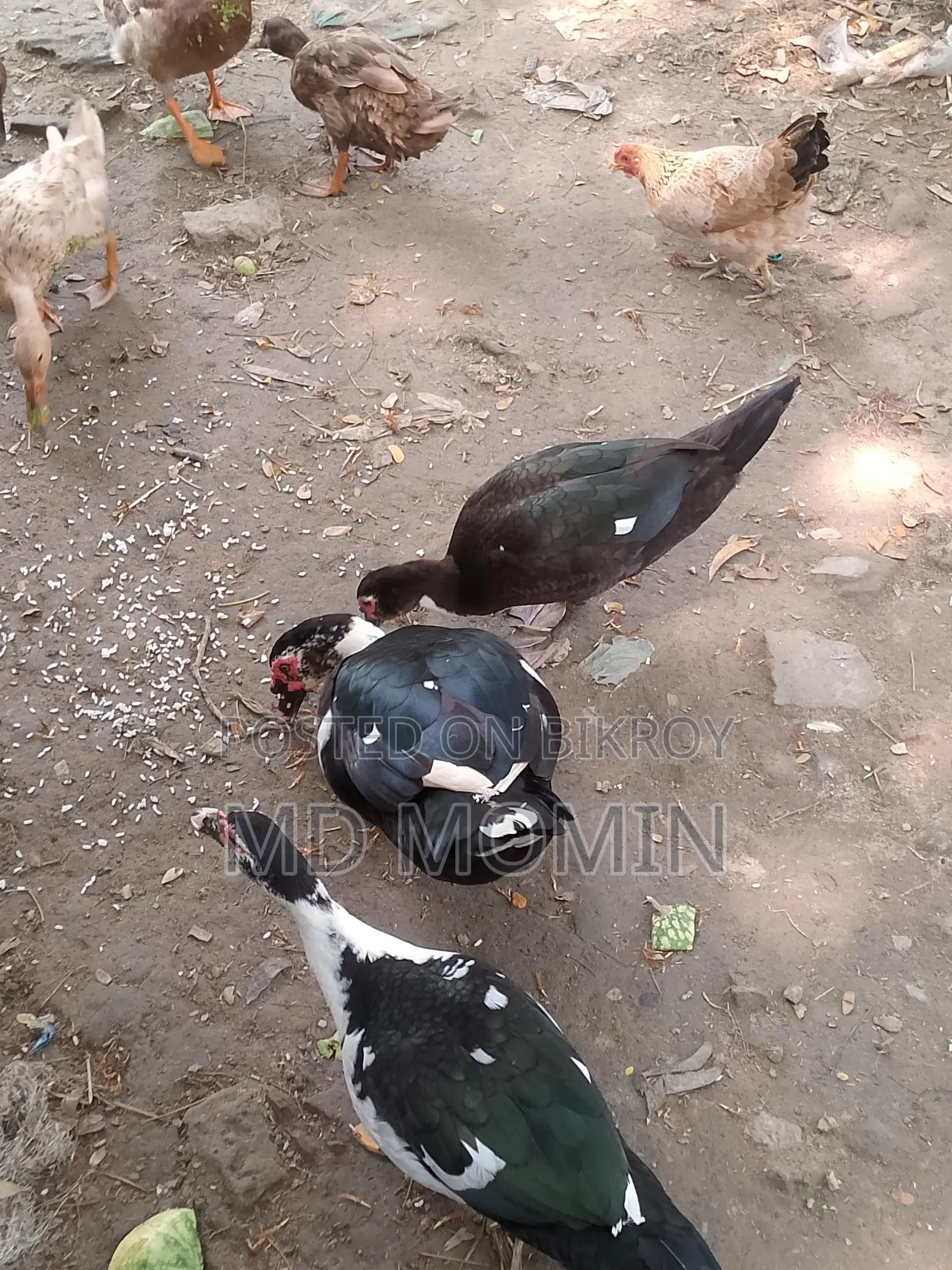 Chinese Duck for Sale