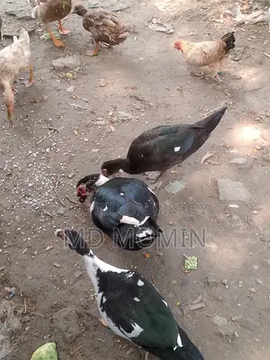 Chinese Duck for Sale