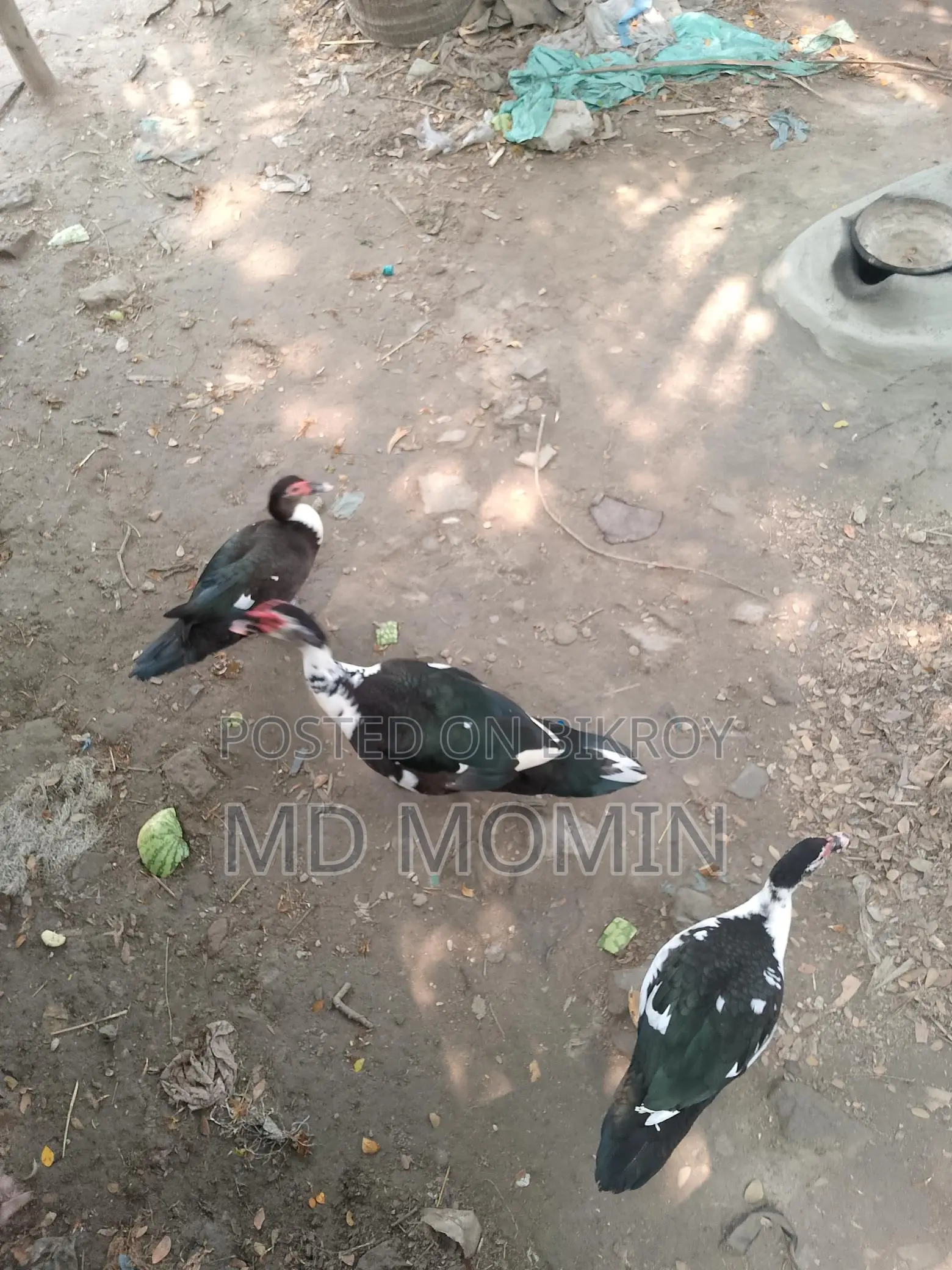 Chinese Duck for Sale