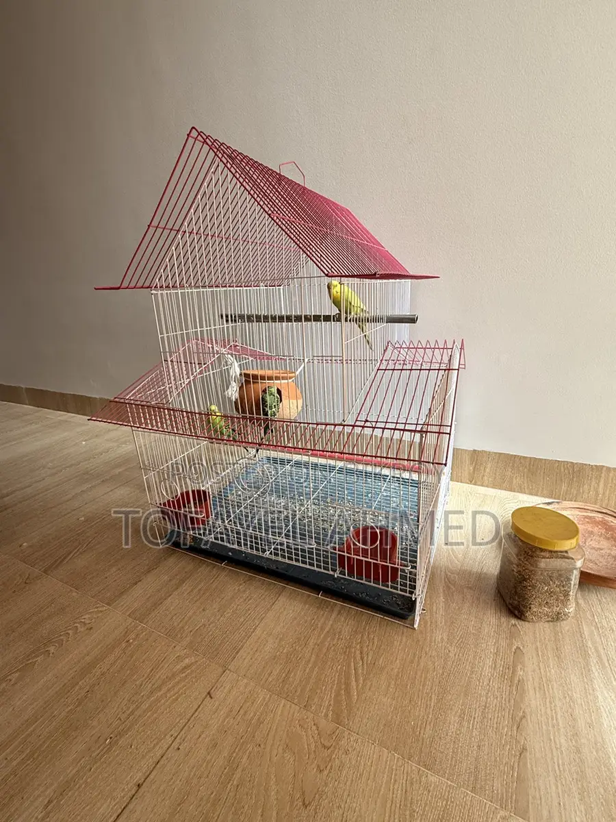 Budgerigar Birds for Sale (with Cage)