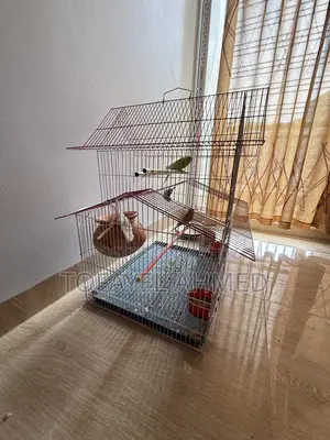 Budgerigar Birds for Sale (with Cage)